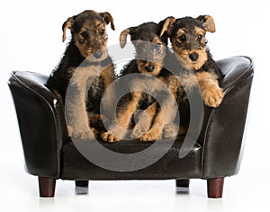 Airedale terrier litter