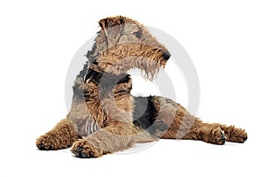 Airedale Terrier lying on the white studio floor and looking rig