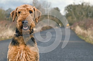 Airedale terrier on open country road