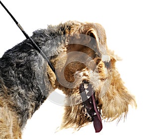 Airedale terrier over white