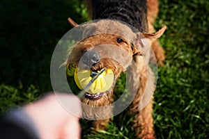 The Airedale Terrier playing ball