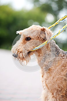 Airedale Terrier playing with rope toy