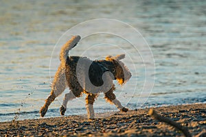 Airedale Terrier playing and searching for things on the beach