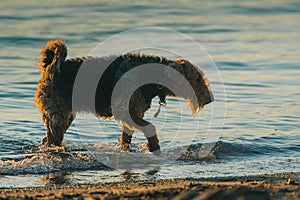 Airedale Terrier playing and searching for things in the water