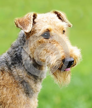 Airedale Terrier portrait