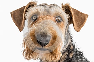 Airedale Terrier portrait photo, white background