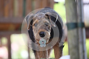 Airedale Terrier puppy