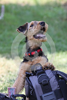 Airedale Terrier puppy