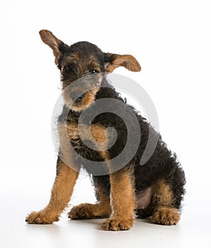 Airedale terrier puppy