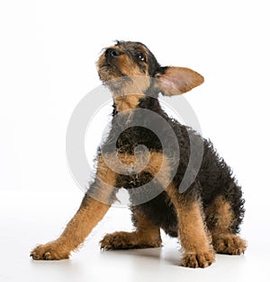 Airedale terrier puppy