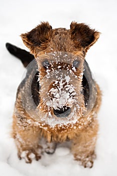 Airedale terrier puppy dog sitting at snow