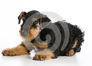 Airedale terrier puppy photo