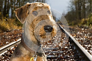 Airedale terrier on railroad tracks