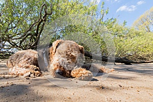Airedale Terrier relaxing in the Shadow on a Beach