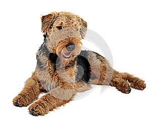 Airedale Terrier relaxing on the white studio floor