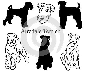 Airedale terrier set. Collection of pedigree dogs. Black white illustration of a airedale terrier dog. Vector drawing of