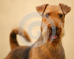 Airedale terrier set to a point photo