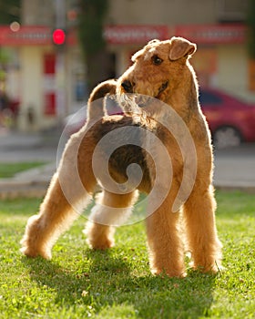 Airedale terrier set to a point outdoors