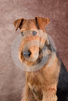 Airedale Terrier sitting on a brown background