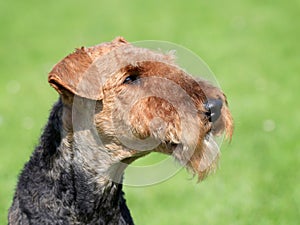 Airedale Terrier in the spring garden