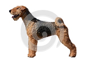 Airedale Terrier stand isolated