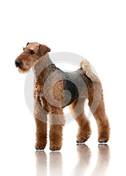 Airedale Terrier stand isolated on white background