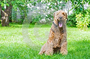 Airedale Terrier is a strong and muscular dog of medium size