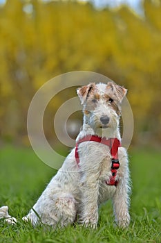 Airedale terrier in summer