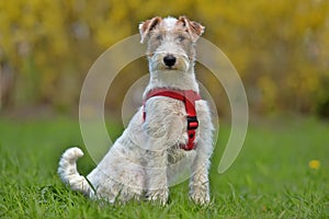 Airedale terrier in summer