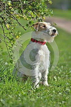 Airedale terrier in summer