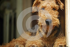 Airedale Terrier teddy bear pet dog ~ king of the terriers