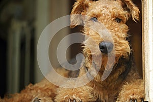 Airedale Terrier teddy bear pet dog ~ king of the terriers photo