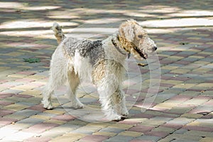 Airedale terrier on a walk in the park in full growth