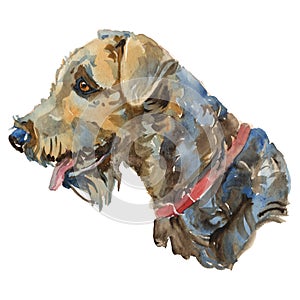 The Airedale Terrier watercolor hand painted dog portrait