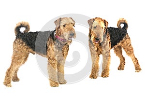 Airedales