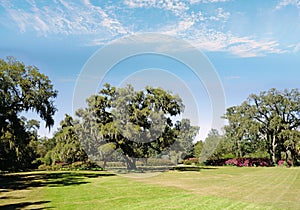 The Airlie Oak tree , estimated to be over 400 years old, in Wilmington , NC