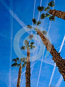Airplane chemtrails over palm trees