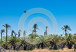 Airplane F 35 Adir flying over palm trees in Israel
