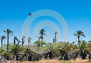 Airplane F 35 Adir flying over palm trees in Israel photo