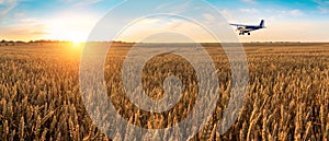 Airplane flying above the golden wheat field and blue sky with picturesque clouds. Beautiful summer landscape.