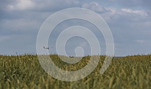 Airplane flying above grain field