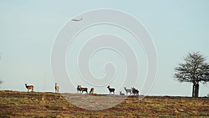 Airplane Flying High In The Sky With Deers On The Grassland In London, England -