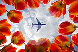 Airplane flying over blooming red tulips