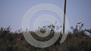 Airplane flying over the grass field