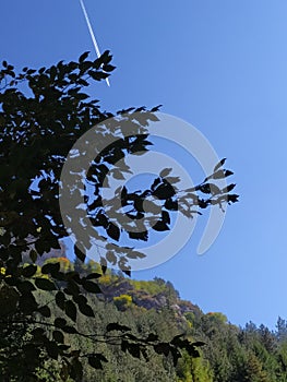 Airplane flying over a tree