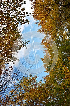 Airplane flying over trees