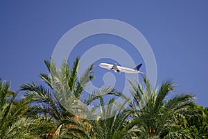 Un aereo Attraverso Palma alberi 