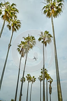 Airplane and Palms