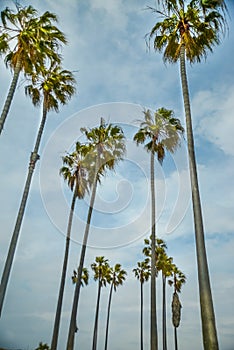 Airplane and Palms