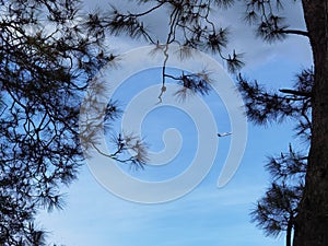 Airplane taking off betweein pine trees twings